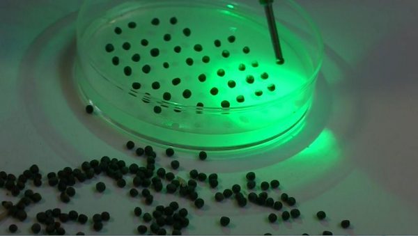 Laboratory suction tweezers for seed manipulation using dim green light
